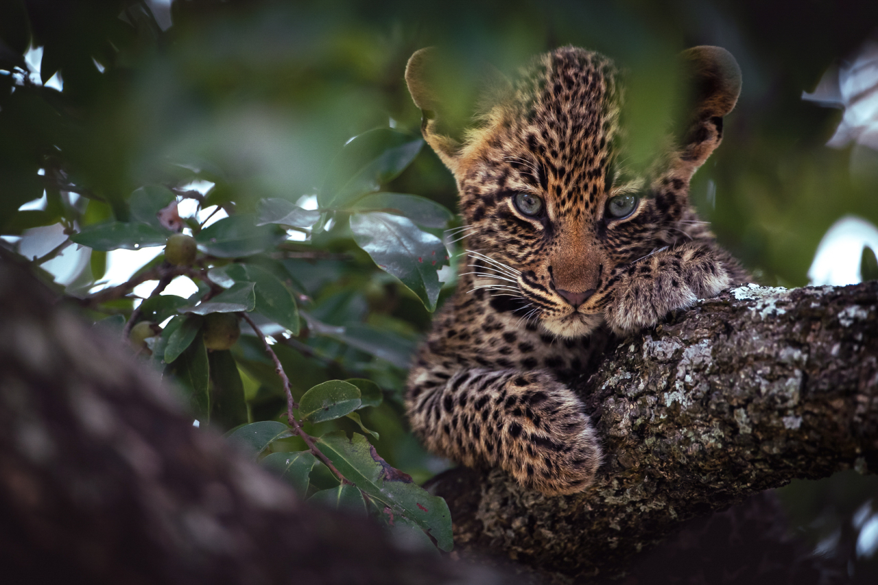 Kruger National Park